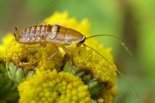 Planuncus vinzi